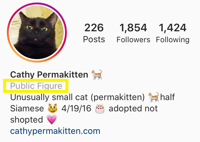 Cat Instagram profile Public Figure